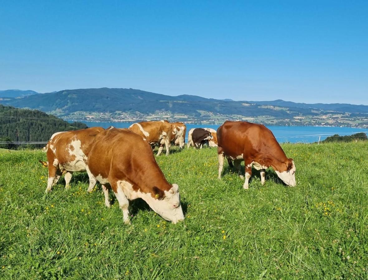 Ferienwohnungen Schoebringer Weyregg Bagian luar foto
