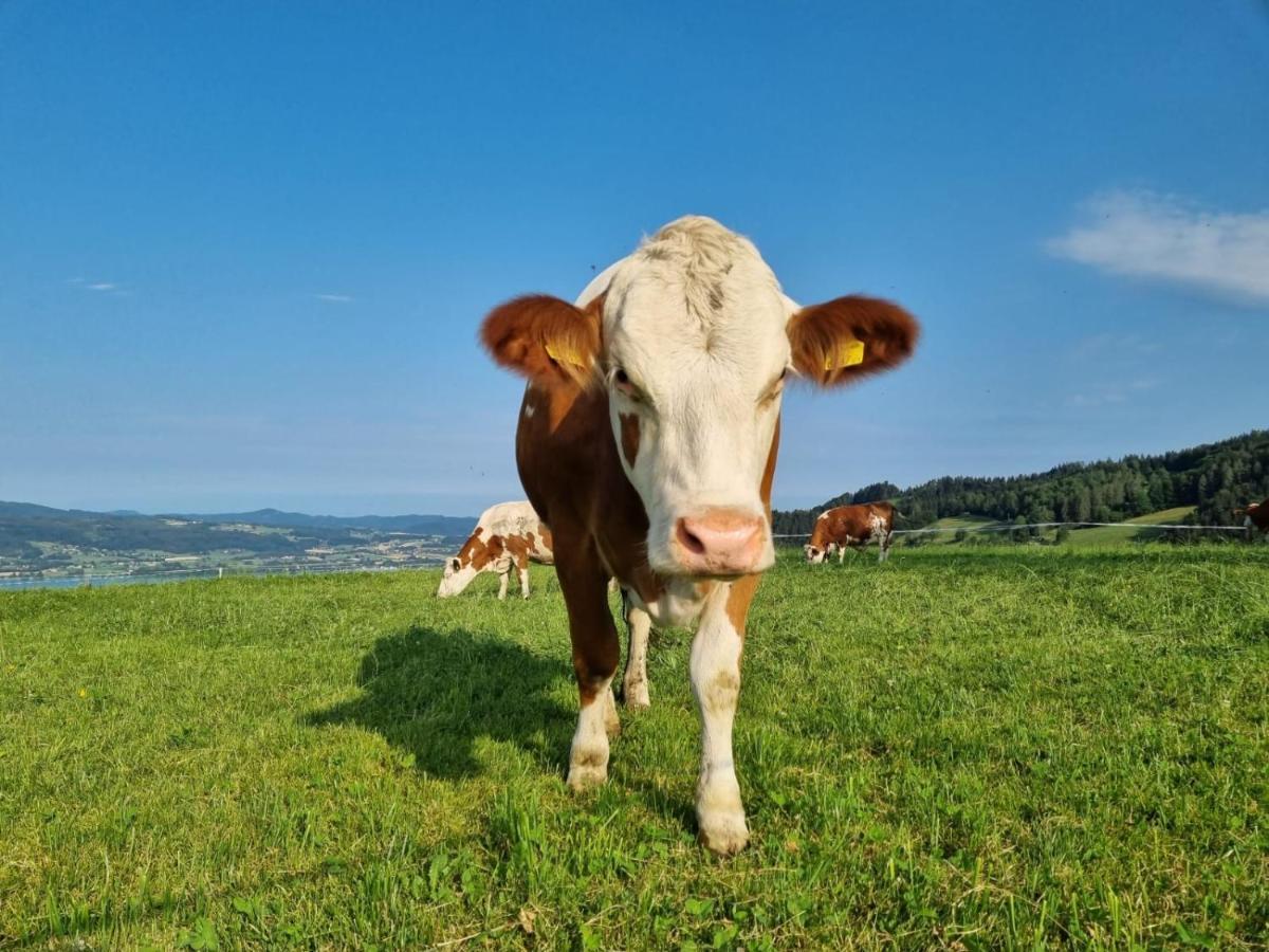 Ferienwohnungen Schoebringer Weyregg Bagian luar foto