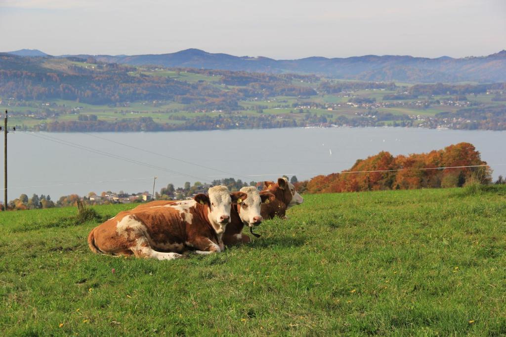 Ferienwohnungen Schoebringer Weyregg Bagian luar foto